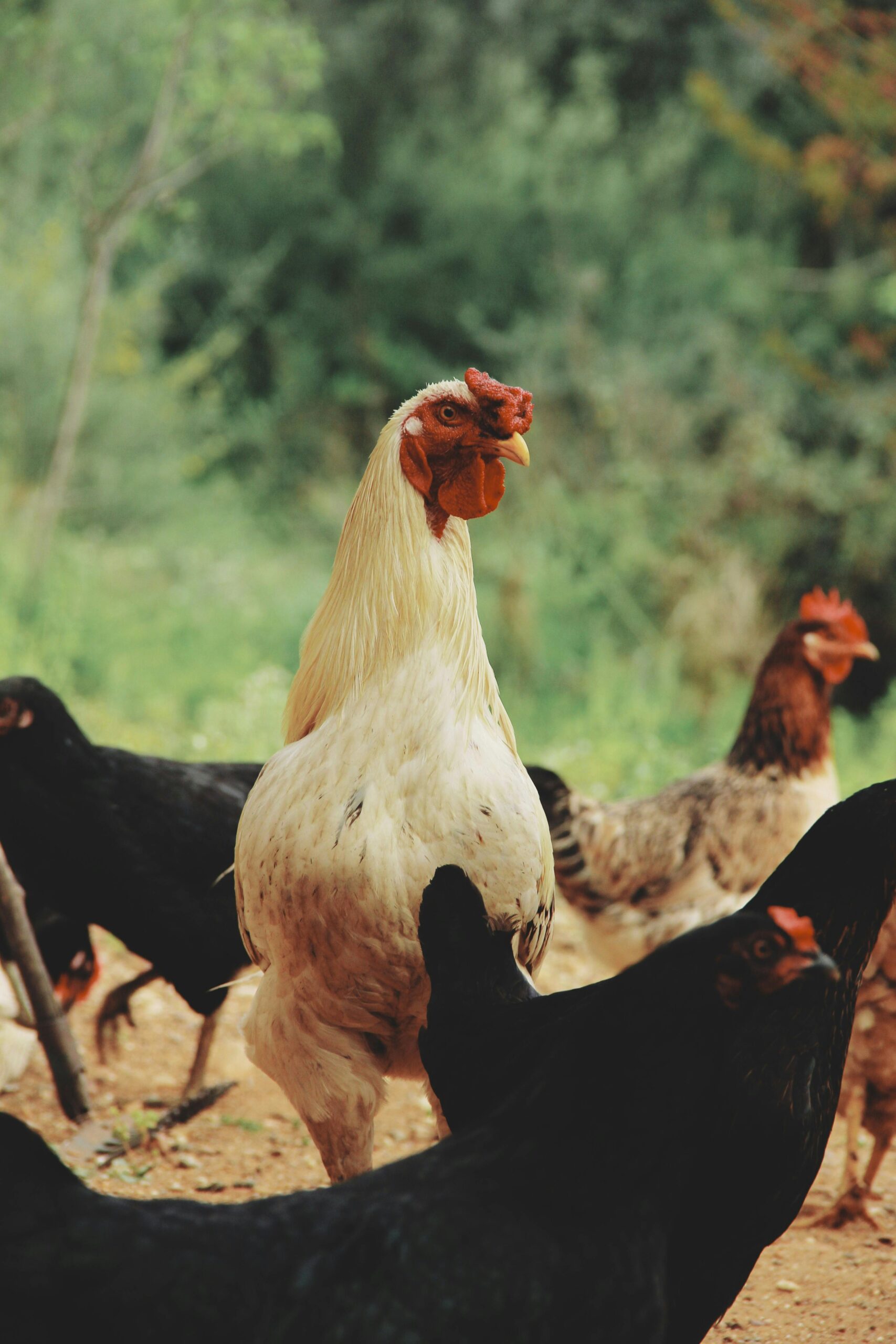 A vivid close-up of roosters and hens roaming freely on a farm under daylight.