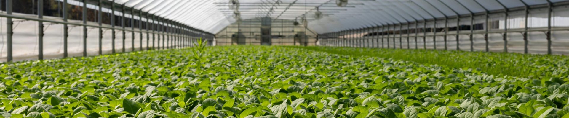 pexels-photo-2886937-2886937 Explore a vibrant indoor greenhouse filled with fresh green plants ready for harvest.